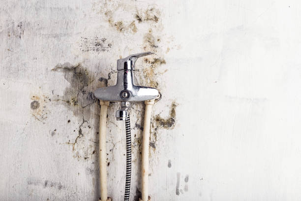 Best Best Mold Removal Companies  in Kingsley, MI