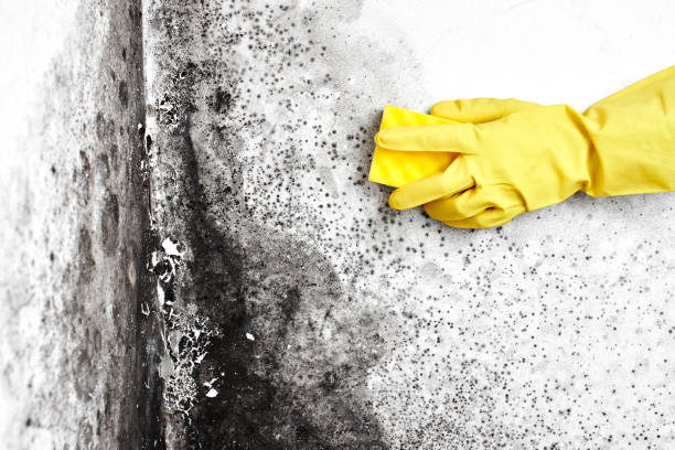 Best Fast Mold Removal  in Kingsley, MI