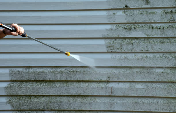 Best Black Mold Removal  in Kingsley, MI