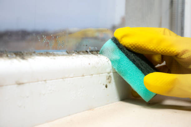 Best Affordable Mold Removal  in Kingsley, MI