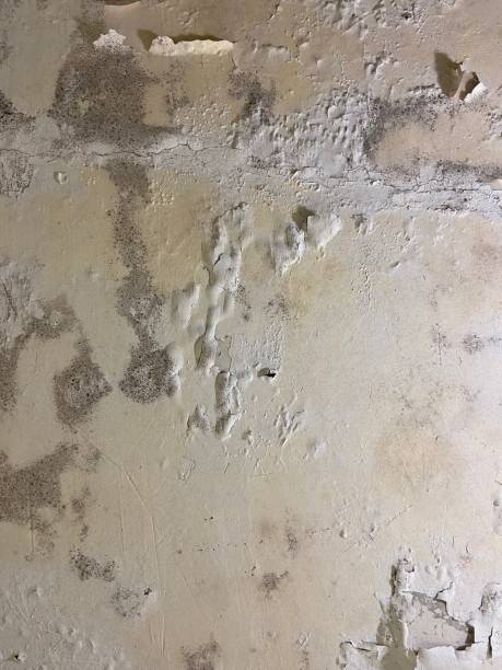 Best Certified Mold Removal  in Kingsley, MI