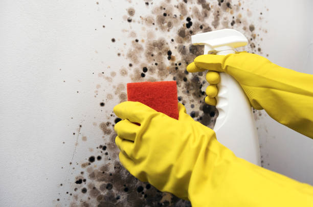 Best Local Mold Removal Service  in Kingsley, MI