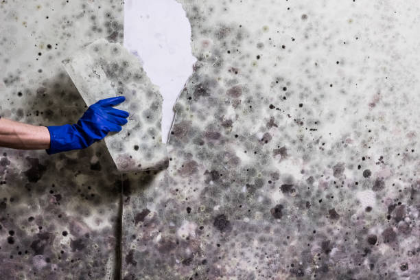 Best Professional Mold Removal  in Kingsley, MI