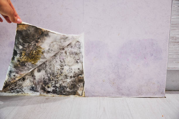 Best Attic Mold Removal  in Kingsley, MI